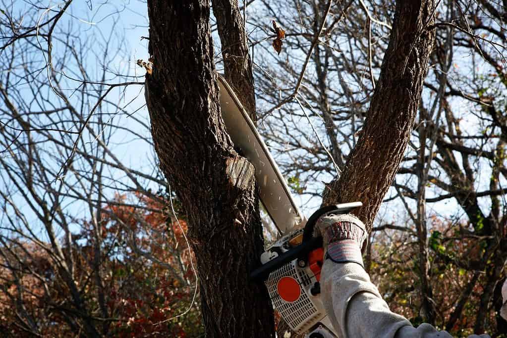 Tree Pruning Tips