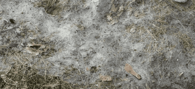 Snow Mold, what is it and how do you get rid of it